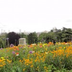 DSC03391 (Copier)