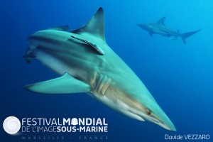Aliwal Shoal  - South AfricaBlack Tip reef shark - Carcharhinus limbatus