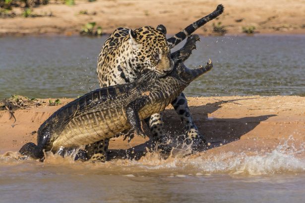 Le Buzz du jour. Un jaguar attaque un crocodile : plus de 23