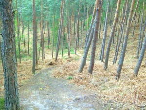 Photo068 (Copier)