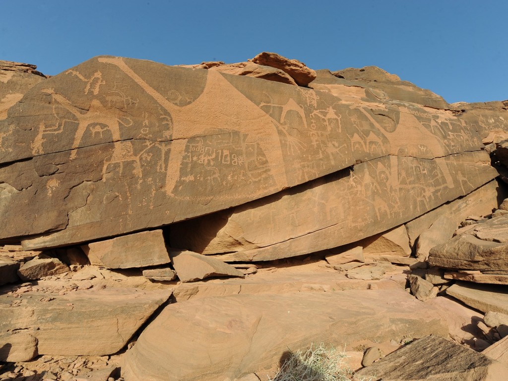 Camel figures in various sizes but all in profile are located at Jabal Al-Manjor, Shuwaymis.