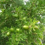 arganier, avec ses coques en fleur, avec lesquelles on fait l'huile d'argan