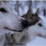 Bande annonce de Borealis – la Laponie en traîneau ou un hiver avec les chiens by Tania Houlbert