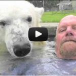 Un homme nage avec un ours polaire