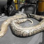 Un python de 40 kilos repêché dans la Seine à Paris