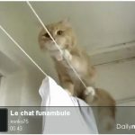 Incroyable, un chat qui fait du slackline !