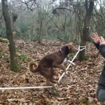 Ozzy, le chien roi de la slackline