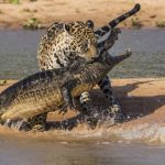 Le Buzz du jour. Un jaguar attaque un crocodile : plus de 23 millions d’internautes l’ont vue !