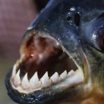 Paris: un cousin du piranha a été pêché dans la Seine