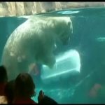 Au zoo de Chicago, l’ours polaire a une astuce contre la canicule