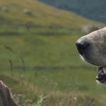 Bande-annonce : Belle et Sébastien, un film de Nicolas Vanier