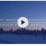 Présentation de Nicolas Mauclert (Laponico) qui rêve de participer à la Fjällräven Polar