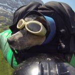 Wingsuit avec un chien