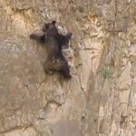 Incroyable, un ours escalade une paroi verticale