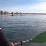 Deux kayakistes soulevés par une baleine en Argentine