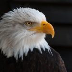 Le plus gros aigle d’Europe va s’envoler de la Tour Eiffel pour filmer Paris