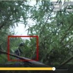 Regardez cette apparition étrange dans les bois de Sibérie