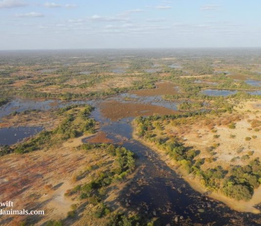 Le français Jerry Swift a traversé l’intégralité du delta de l’Okavango