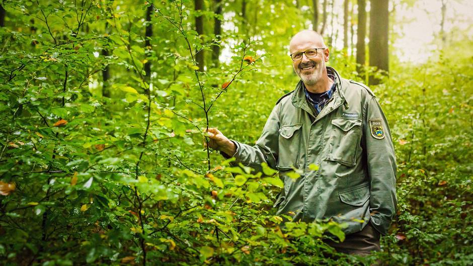 La vie secrète des arbres, ce qu'ils ressentent, comment ils