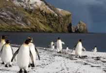 Les terres et mers australes françaises classées au patrimoine mondial de l’Unesco