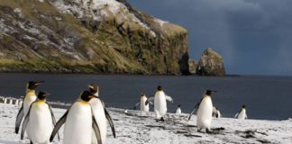 Les terres et mers australes françaises classées au patrimoine mondial de l’Unesco