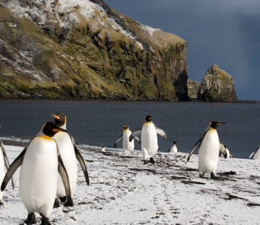 Les terres et mers australes françaises classées au patrimoine mondial de l’Unesco