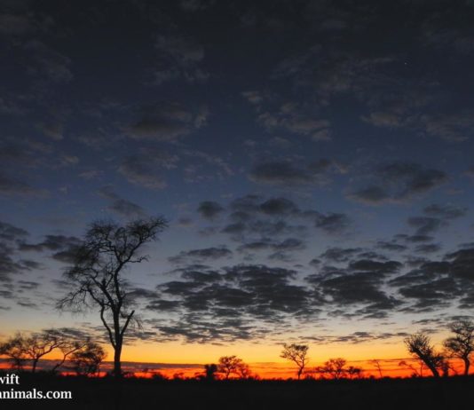 Immersion dans le Kalahari avec le français Jerry Swift