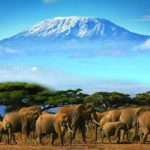 L’aventure ultime : un safari au Kenya